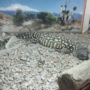 mexican beaded lizard africam safari
