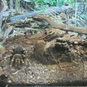 red knee tarantula africam safari