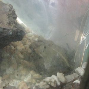 large crested toad incilius cristatus africam safari