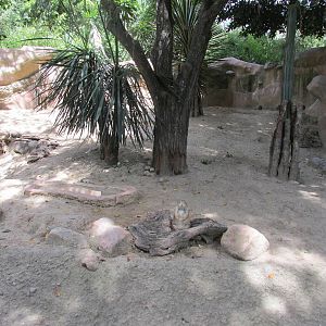 mexican prarie dog exhibit africam safari