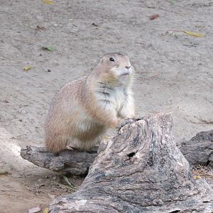 mexican prarie dog  cynomis mexicanus africam safari