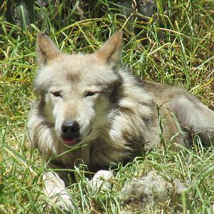 mexican wolf or lobo africam safari
