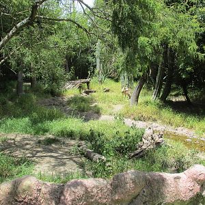 mexican wolf exhibit africam safari