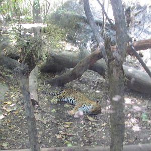 jaguar exhibit africam safari