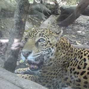 jaguar africam safari