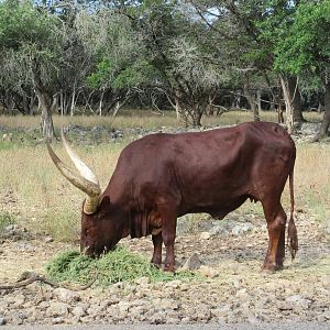 Drive-Through Safari