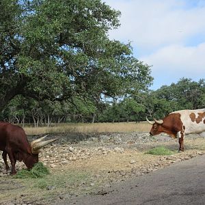 Drive-Through Safari