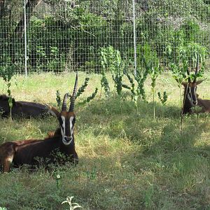 Drive-Through Safari