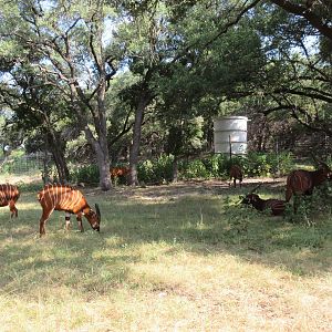 Drive-Through Safari