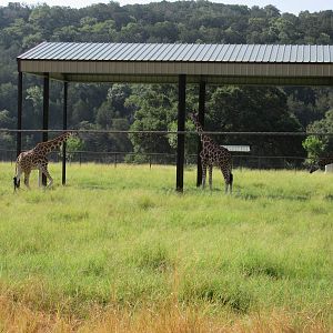 Drive-Through Safari - Giraffe Exhibit