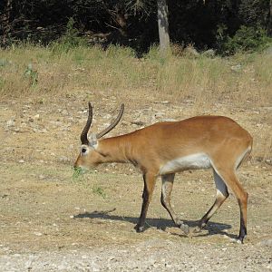Drive-Through Safari