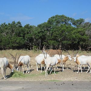 Drive-Through Safari