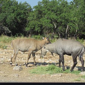 Drive-Through Safari