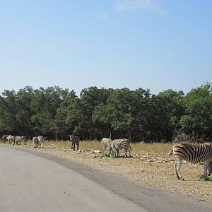 Drive-Through Safari