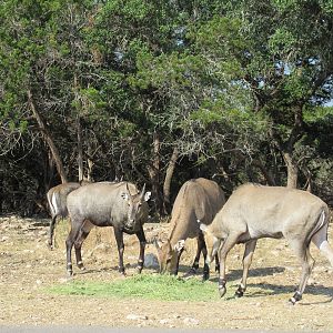 Drive-Through Safari