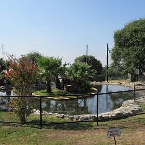 Ring-Tailed Lemur Exhibit