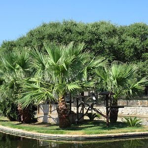 Ring-Tailed Lemur Exhibit