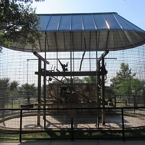 White-Handed Gibbon Exhibit
