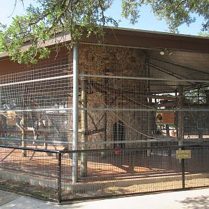 Mueller's Bornean Gibbon Exhibit