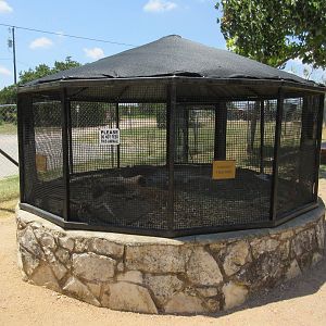 Black-Tailed Prairie Dog Exhibit