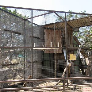 Black-and-White Colobus Monkey Exhibit #1