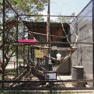 Black-and-White Colobus Monkey Exhibit #2