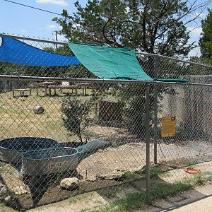 Grey Wolf Exhibit (New in 2015)