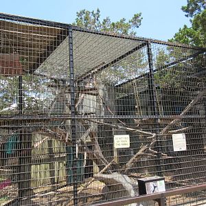 Ring-Tailed Lemur Exhibit #1