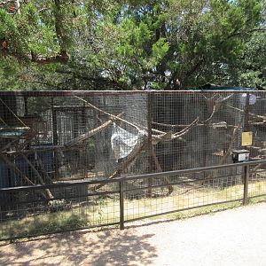 Large Spotted Genet Exhibit