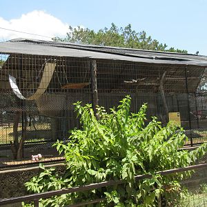 Patas Monkey Exhibit