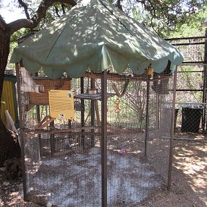 Common Marmoset Exhibit #1