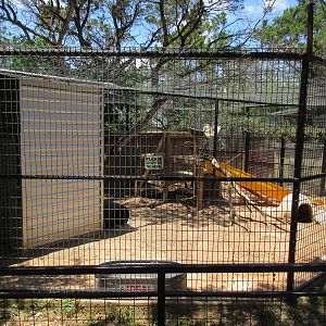 Russian Red Fox Exhibit