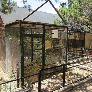 Green Iguana Exhibit
