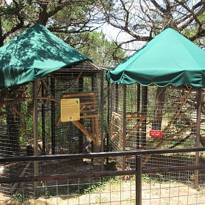 Common Marmoset Exhibit #2
