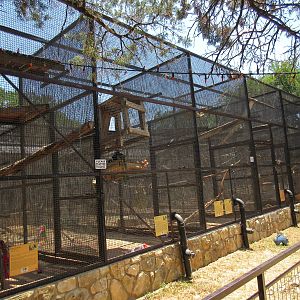 Black-Capped Capuchin Exhibits (5 for capuchins and 1 for a Black-Handed Sp