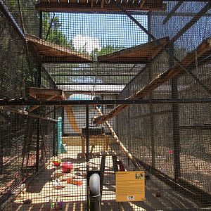 Black-Capped Capuchin Exhibit