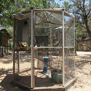 Chattering Lory Exhibit