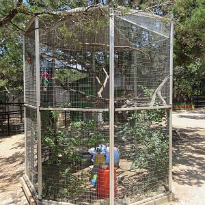 Black-Capped Lory Exhibit