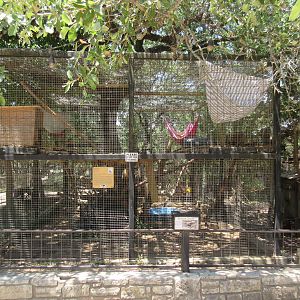 Coati Exhibit #2 (sign says Mountain Coatis)