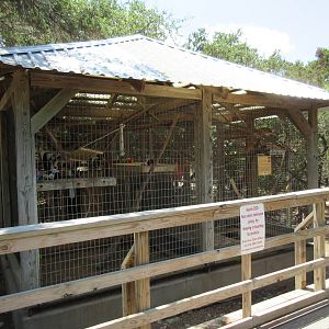Ring-Tailed Lemur Exhibit #2