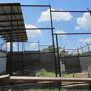 African Lion Exhibit #1