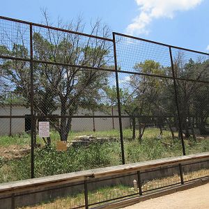 African Lion Exhibit #2
