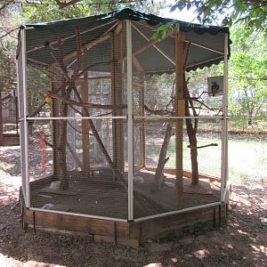 African Grey Parrot Exhibit