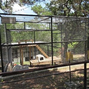 Bobcat/Serval Exhibit (the cats share the space together)