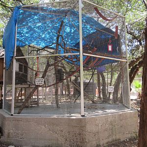 Common Squirrel Monkey Exhibit