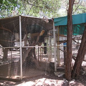 Green Iguana Exhibit + Kinkajou Exhibit #2