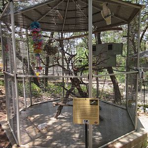 Sulphur-Crested Cockatoo Exhibit
