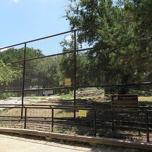 American Black Bear Exhibit #1