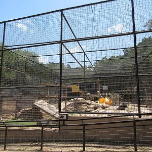 American Black Bear Exhibit #2