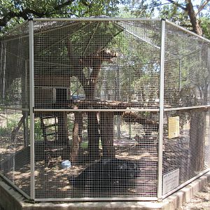 African Crested Porcupine Exhibit